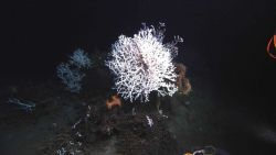 Deep sea coral Image