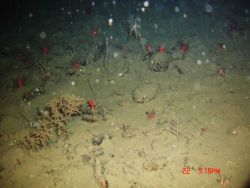 Deep sea coral. Image