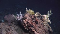 Deep sea coral. Image