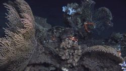 Deep sea coral. Image