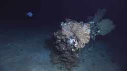 Deep sea coral. Image