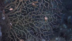 Deep sea coral. Image