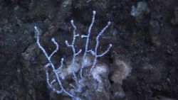 Deep sea coral. Image