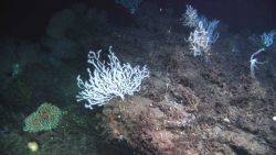 Deep sea coral. Image