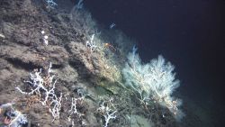 Deep sea coral. Image