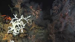 Deep sea coral. Image