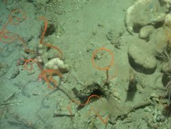 Deep sea coral Image