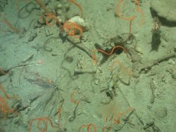 Deep sea coral Image