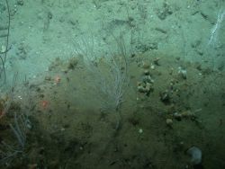 Deep sea coral. Image