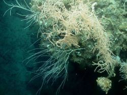 Deep sea coral. Image