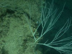 Deep sea coral. Image