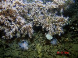 Deep sea coral. Image