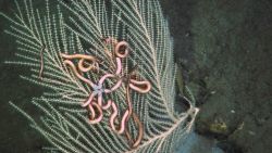 Deep sea coral Image