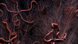 Deep sea coral Image