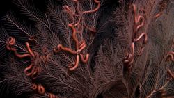 Deep sea coral Image