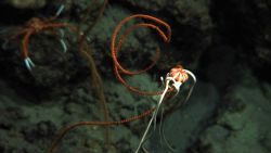 A large ophiuroid starfish with a beautifully colored white and red central disc on an orange 