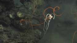 A large ophiuroid starfish with a beautifully colored white and red central disc on an orange 