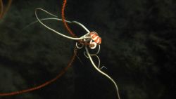 A large ophiuroid starfish with a beautifully colored white and red central disc on an orange 