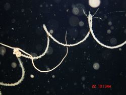A large ophiuroid starfish with a beautifully colored white and red central disc on a white 