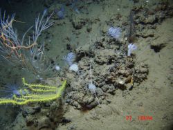 A large orange brittle star on a bamboo coral bush and an oddly colored yellow green octocoral bush Image