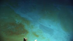 Discolored sediment around the brine pools. Image