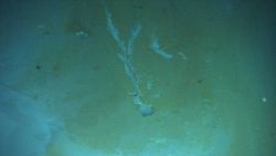 Discolored sediment around the brine pools Image
