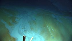 Discolored sediment around the brine pools Image