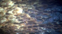 Ice worms in an outcropping of methane hydrate. Image