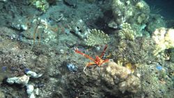 A large orange and white squat lobster with chelae extended, orange 
