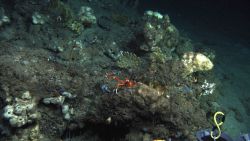 A large orange and white squat lobster with chelae extended, orange 