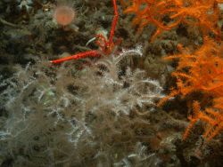 Deep sea coral Image