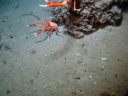 Orange and white squat lobsters. Image