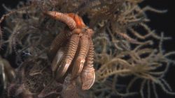 Deep sea coral Image