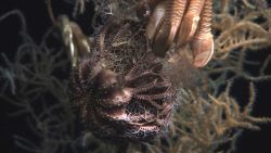 Deep sea coral Image