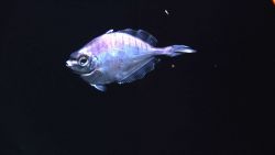 Deep sea fish. Image