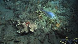 Deep sea fish. Image