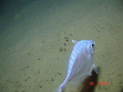 Deep sea fish. Image