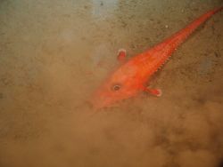 Deep sea fish. Searobin (Peristedion sp.) Image