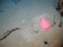 Deep sea fish. A red gaper Image