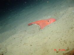 Deep sea fish. Image