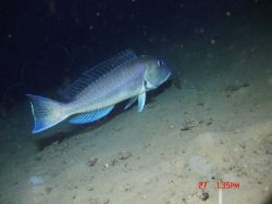 Deep sea fish. Great northern tilefish (Lopholatilus chamaeleonticeps). Image