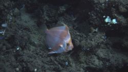 Deep sea fish. Deepbody boarfish (Antigonia capros). Image
