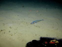 Deep sea fish. Lizardfish? (Bembrops gobiodes?) Image