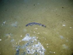 Deep sea fish. Lizardfish? (Bembrops gobiodes?) Image
