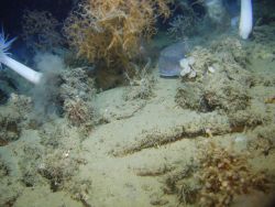 Deep sea coral Image