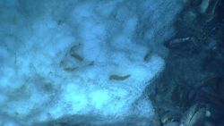 Ice worms in methane hydrate at cold seep. Image