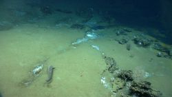 Deep sea fish swimming over cold seep area and in close proximity to brine pool. Image