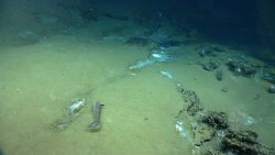 Deep sea fish swimming over cold seep area and in close proximity to brine pool. Image