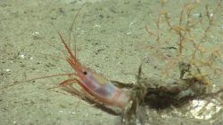 Red shrimp Image