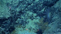 A small coral bush in front of a large gray translucent anemone. Photo